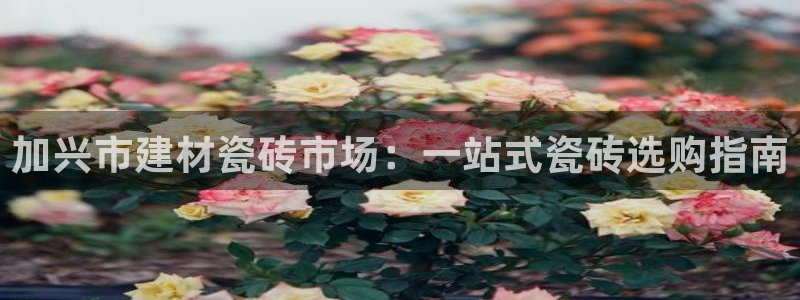 杏鑫平台野马联盟怎么样